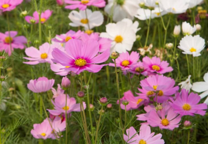 15 Easy, FastGrowing Flower Seeds for Impatient Gardeners and Novice